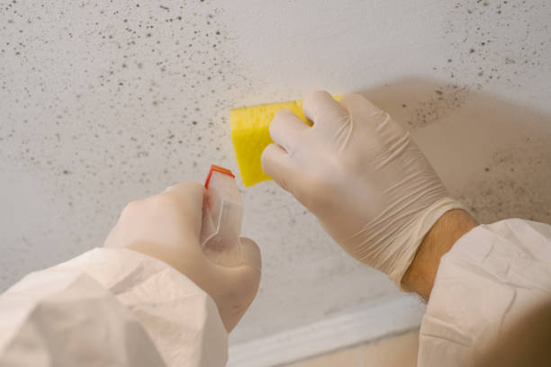 Trusted Chalco, NE Mold Removal Experts